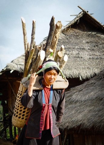 akha woman carrying home fire wood using traditional back pack_
